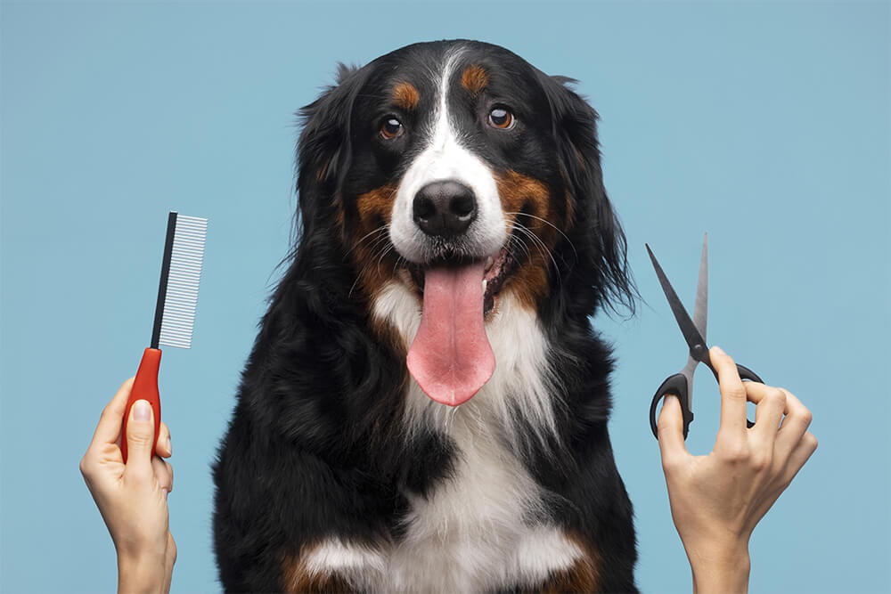 Top Benefits of Professional Pet Grooming Services