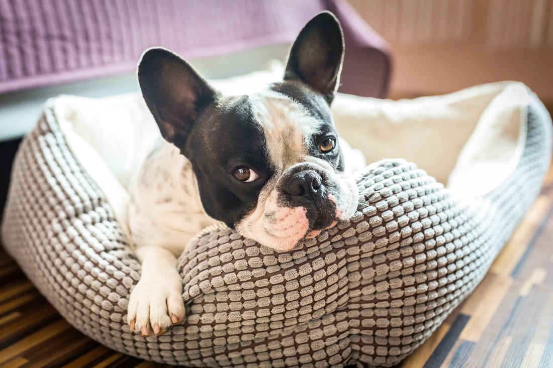 Dog supplies