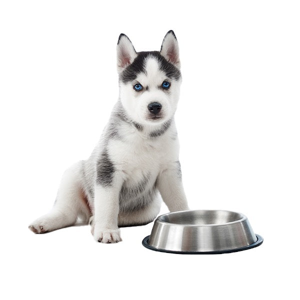 Shop Dog Accessories