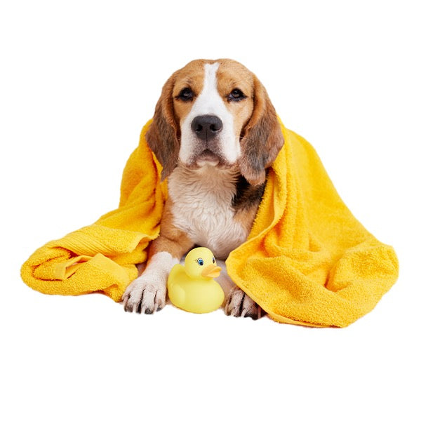 Dog Grooming in Dubai