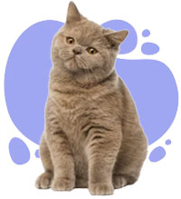 Cat Litter & Boxes