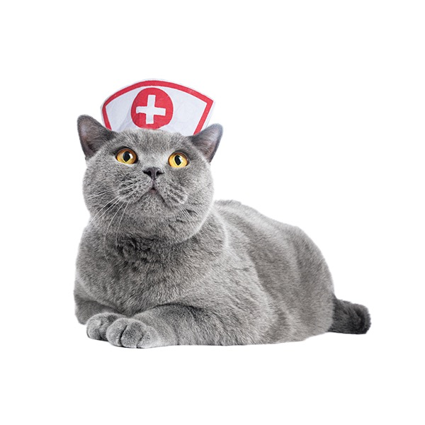Cat Healthcare