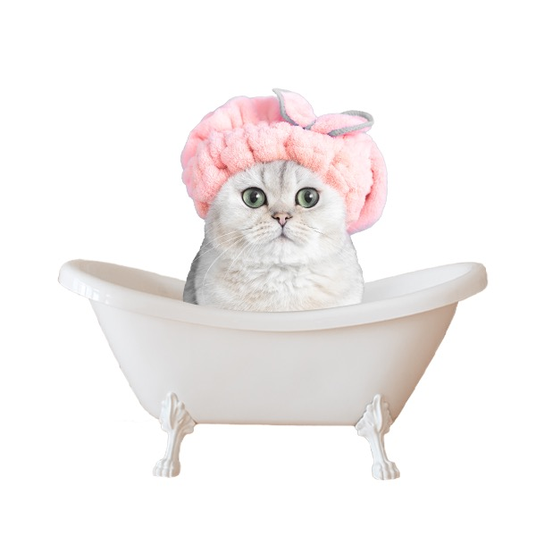  Cat Grooming 