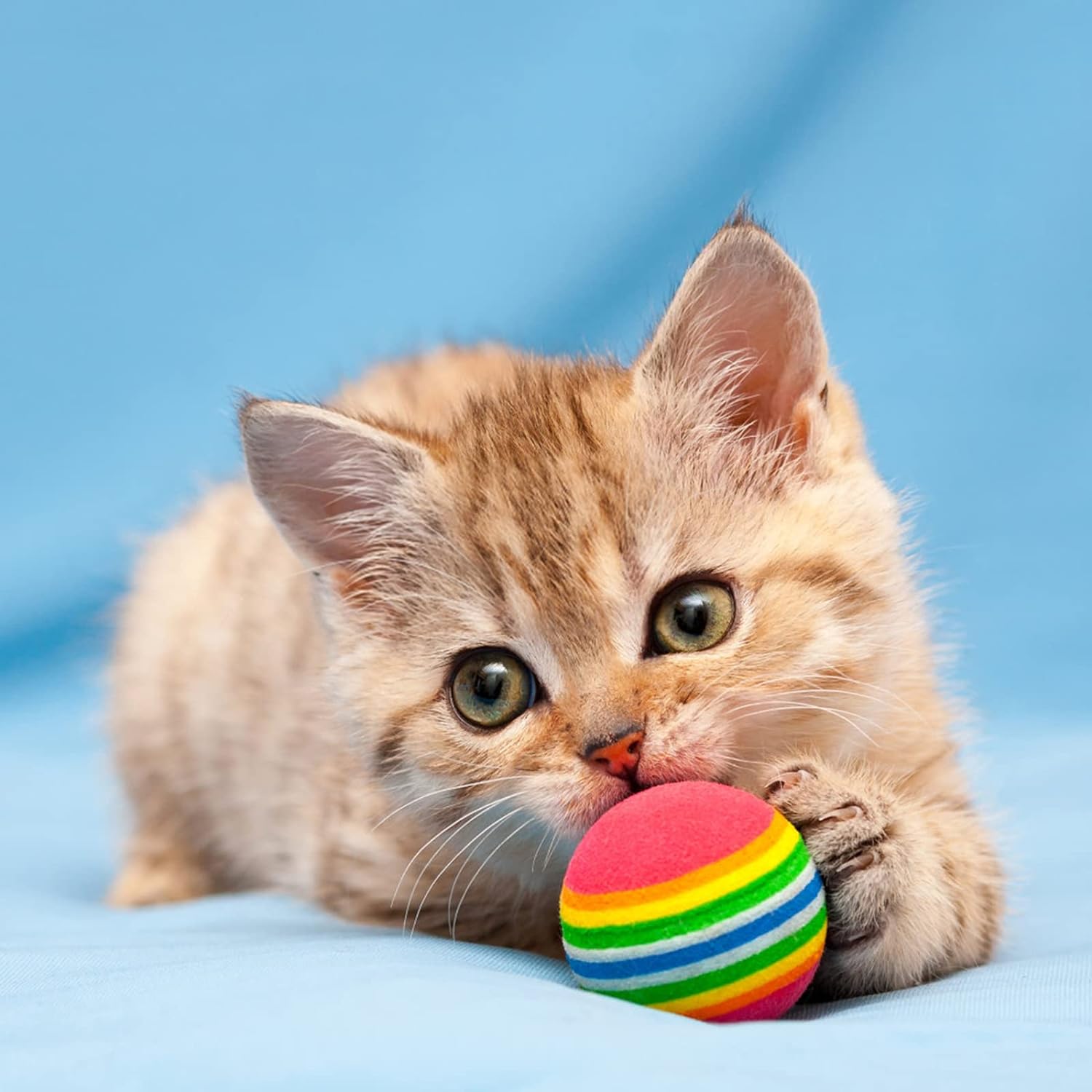 PL - Meow Marbles (4pcs)