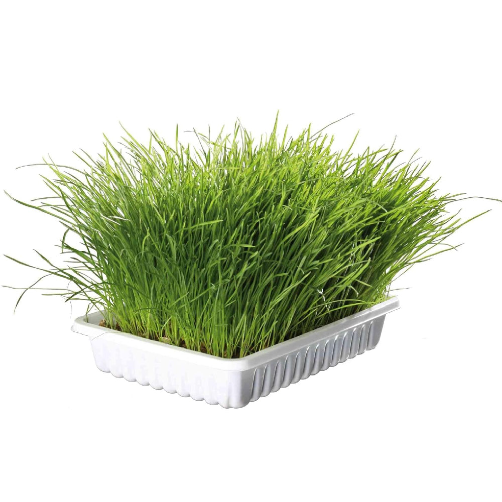 Trixie Soft Cat Grass Refill Tray for Cats 100g