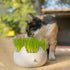 Erba Piu - Week Soil and Seeds Kit for Cat Grass