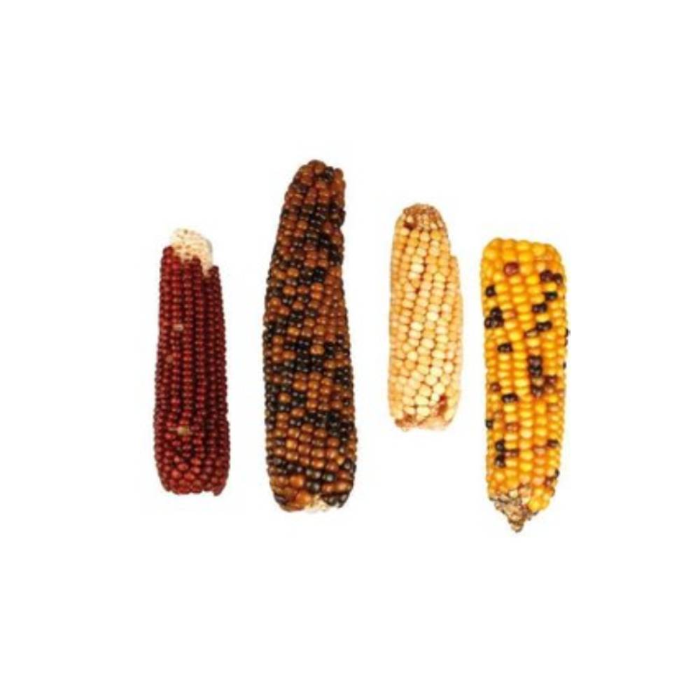 Little One - Mini Corn Cobs - 130g