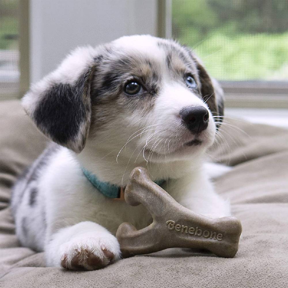 Benebone - Puppy Wishbone Dog Chew Toy – Bacon