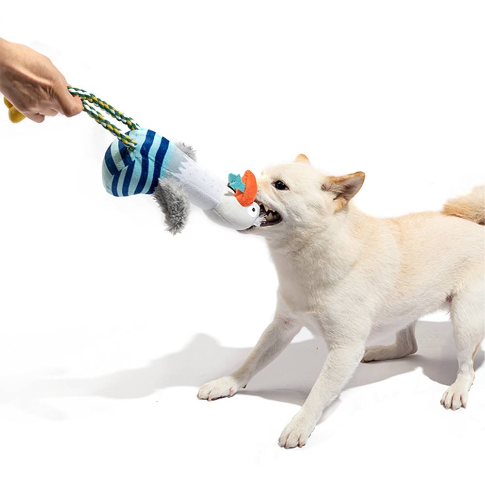 Dog playing with a toy held by a person on a white background