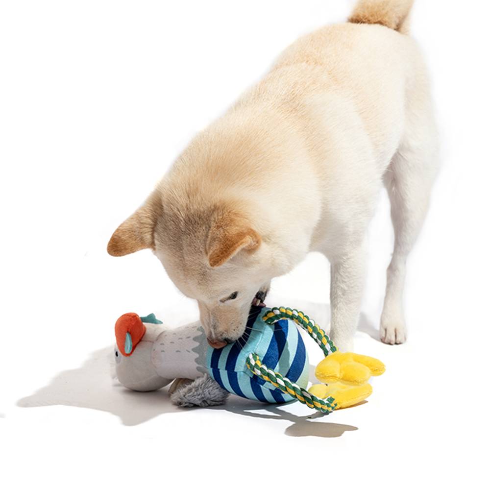 Dog playing with a toy on a white background