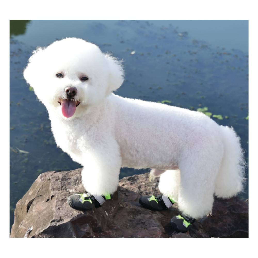 White dog wearing black and green shoes standing on a rock with water in the background