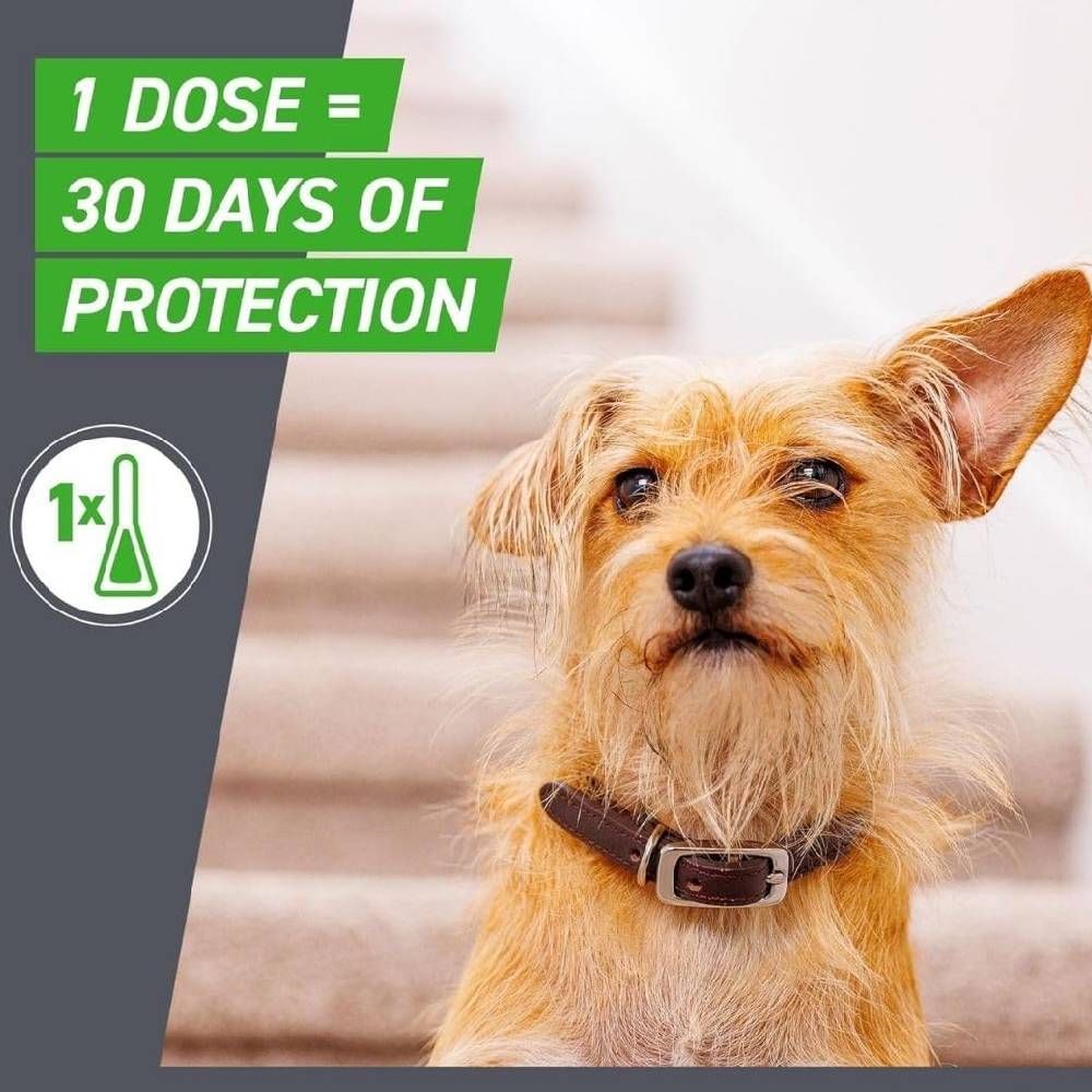 Frontline Combo Spot-On Flea & Tick Treatment for Cats & Dogs