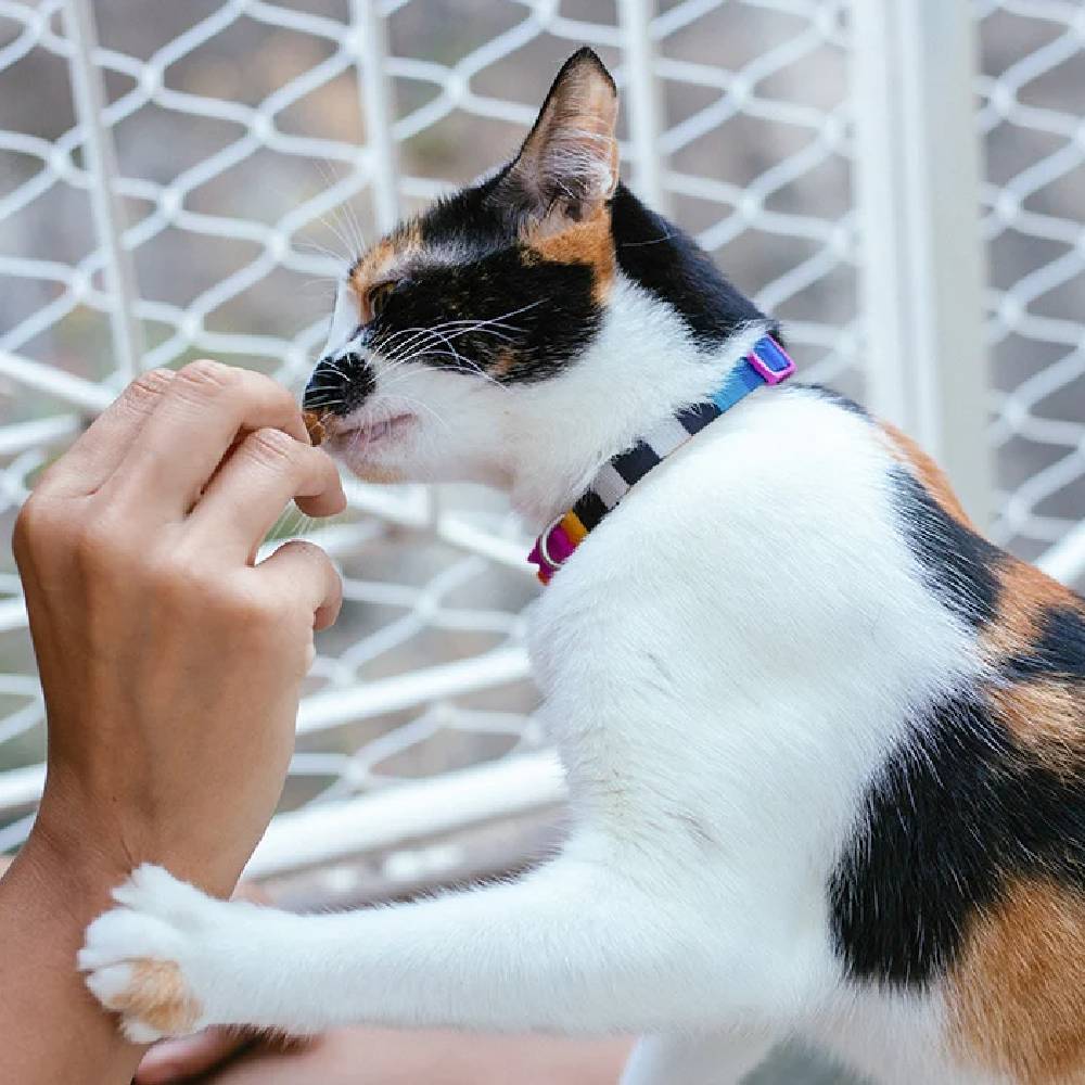 Zee.Cat Prisma Cat Collar – Breakaway Safety Collar