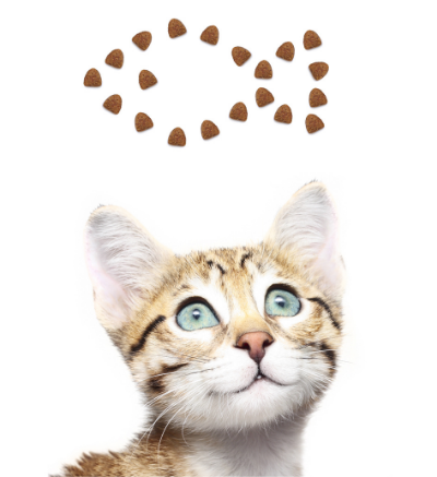 Online cat supplies hotsell