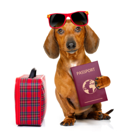 Dog Travel Accessories
