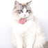 Stylish Rose Cat Collar