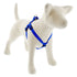 Lupine 3/4" Step In Harness Dog -Blue