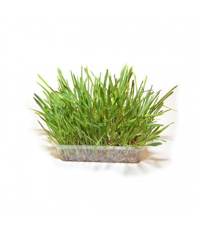 Duvo Cat Grass 100gm (800/815)