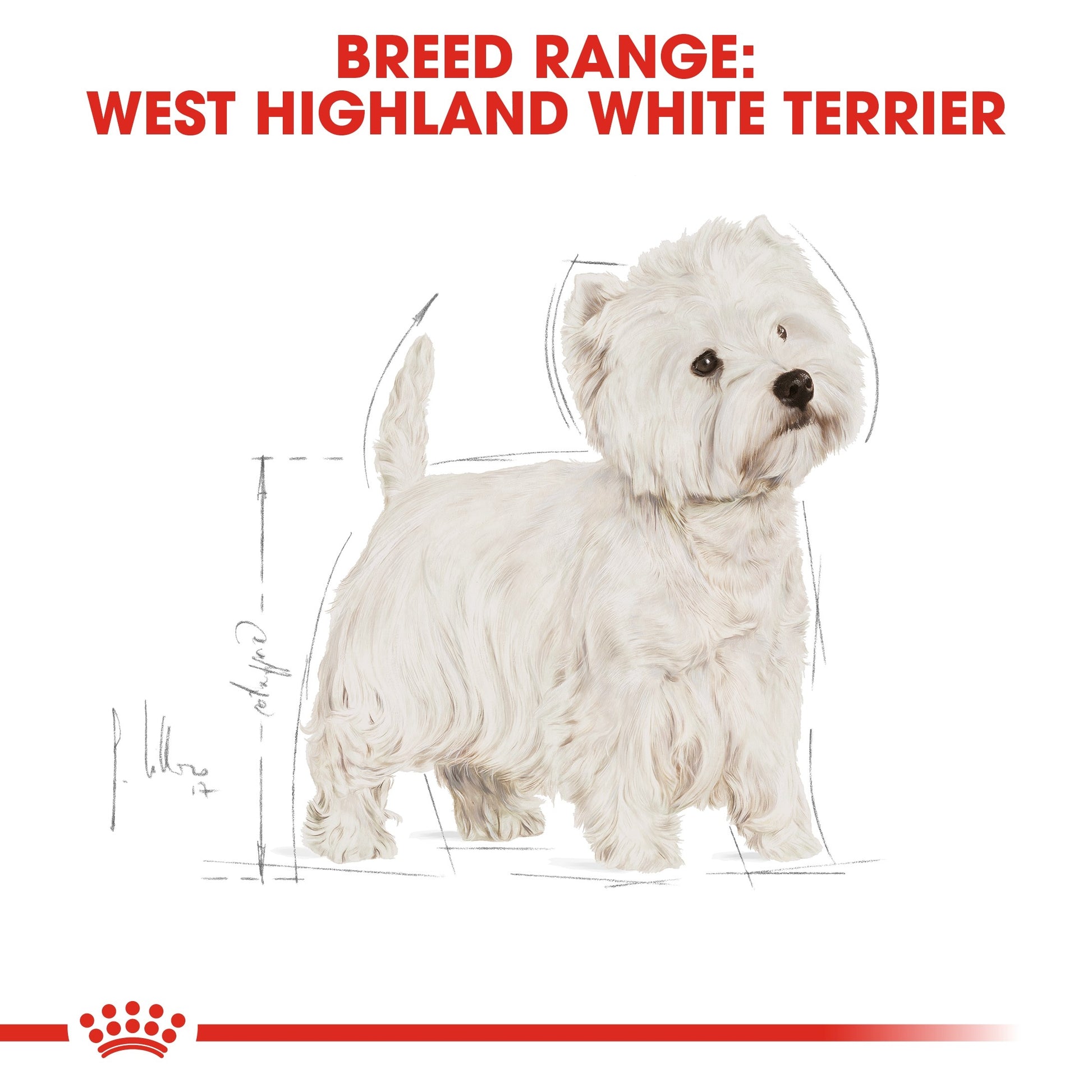 royal_canin_west_highland_white_terrier_adult_dry_dog_food