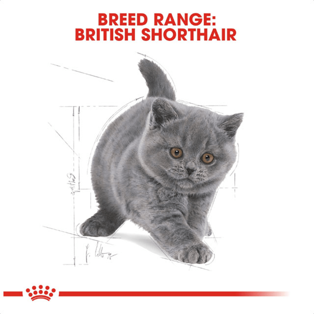 royal_canin_british_shorthair_kitten_dry_cat_food