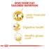 royal_canin_siamese_adult_dry_cat_food